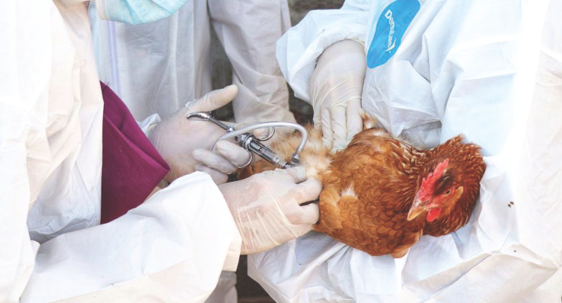 <strong>Inician en Los Altos vacunación para prevenir influenza aviar</strong>