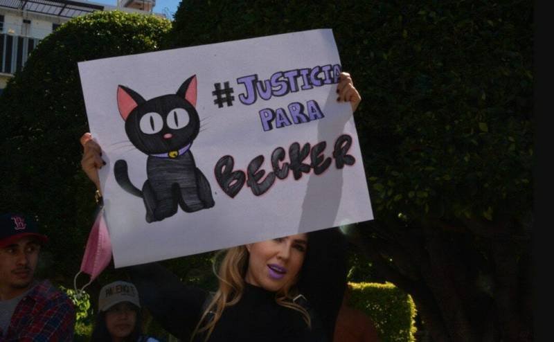 Guanajuato dicta primera sentencia por maltrato animal contra un gato