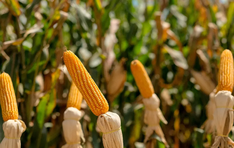 México prohíbe maíz transgénico y glifosato