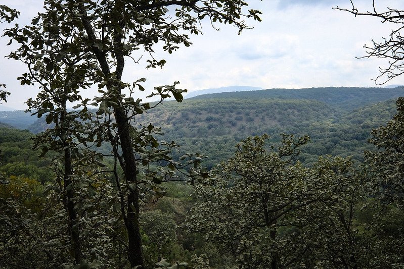 <strong>Trabajan en la conservación de los ecosistemas forestales en Jalisco</strong>