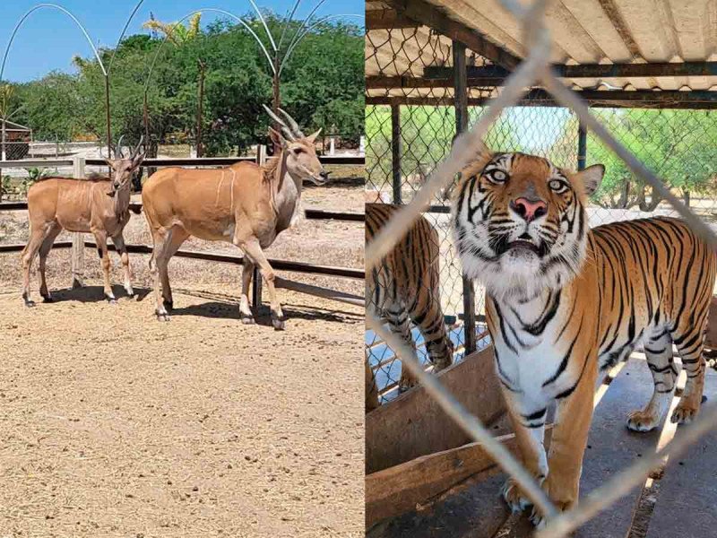 FGR asegura tigres, leones y jaguares en La Barca Jalisco