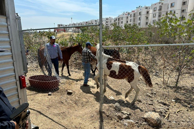 Rescatan a 13 caballos que eran maltratados en Tonalá