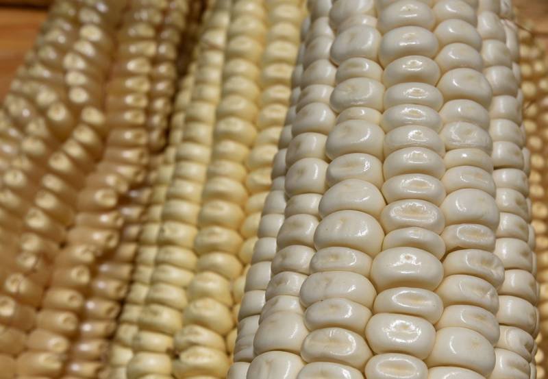 México impone arancel a la importación de maíz blanco