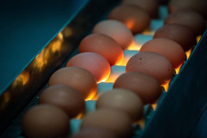 Precio del huevo en EU cae a mínimo no visto en 72 años