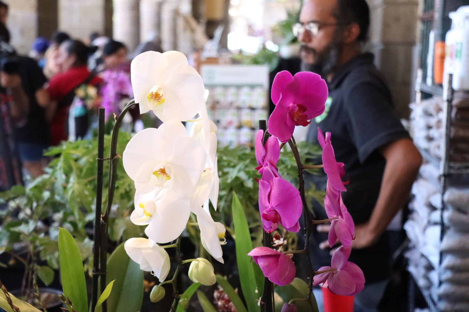 Exponen la Muestra Mexicana de Orquídeas en el Centro tapatío 