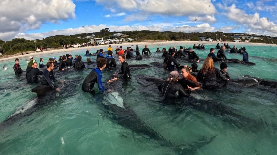 Sacrifican a decenas de ballenas que encallaron en playa australiana