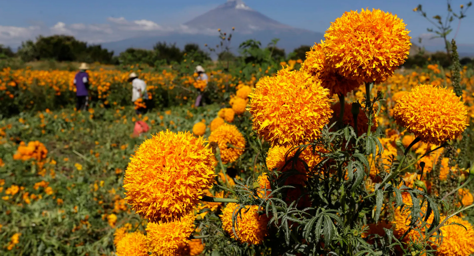 Flor de cempasúchil está lista para llegar a los altares mexicanos en el Día de Muertos