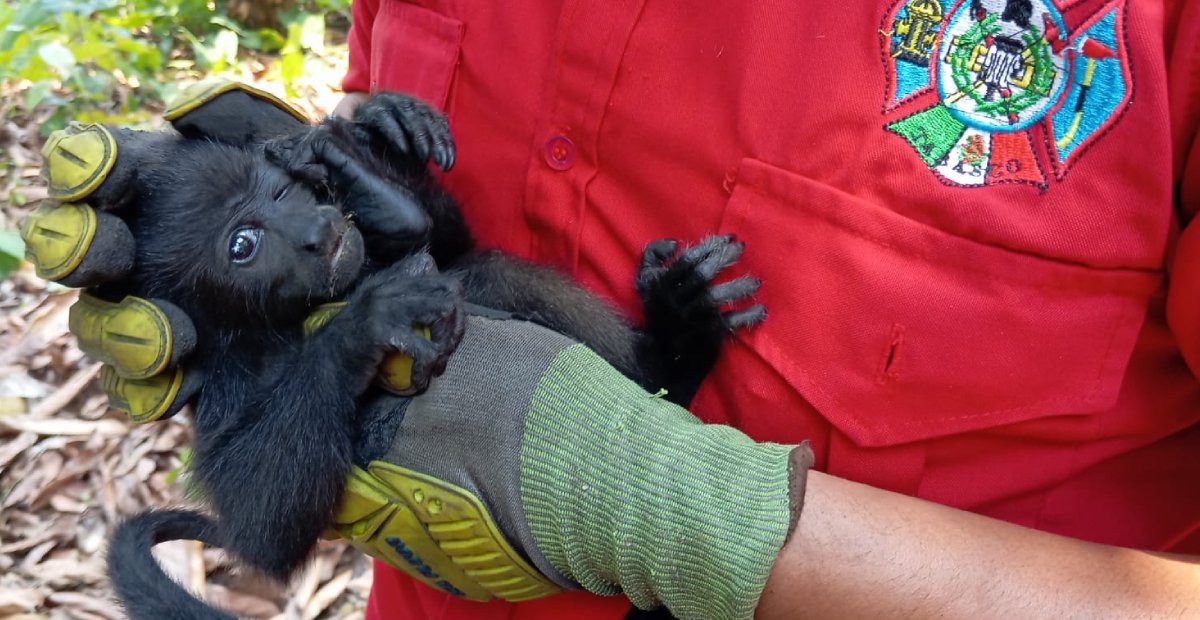 Semarnat confirma la muerte de 157 monos aulladores en Tabasco y Chiapas