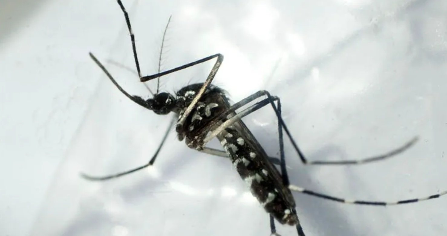 EE.UU. alerta por amenaza de dengue en el país tras dispararse los casos en el mundo
