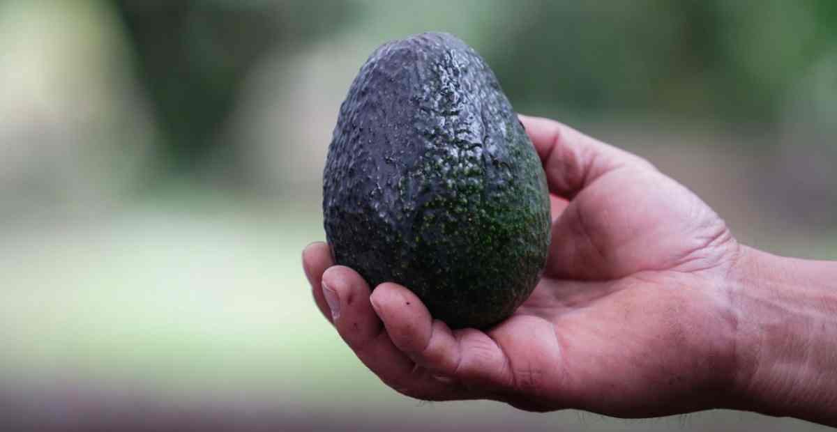 El aguacate ha subido 40% por la violencia y la suspensión de las exportaciones, denuncian pequeños comerciantes