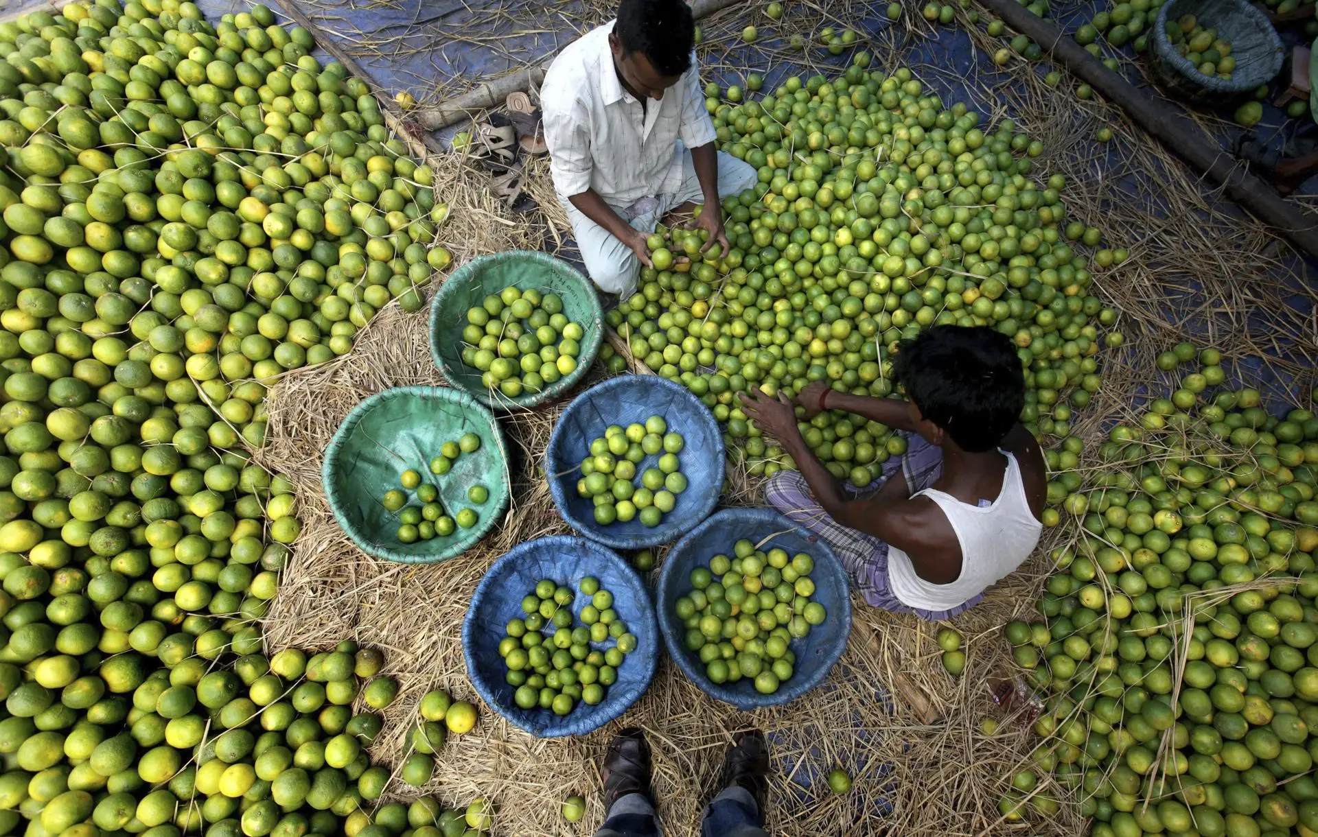 Quince de 32 empacadoras de limón en Apatzingán, Michoacán, mantendrán suspensión de labores