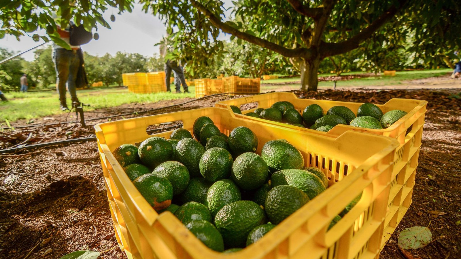 Certifican a Mixtlán como municipio libre de plagas de aguacate 