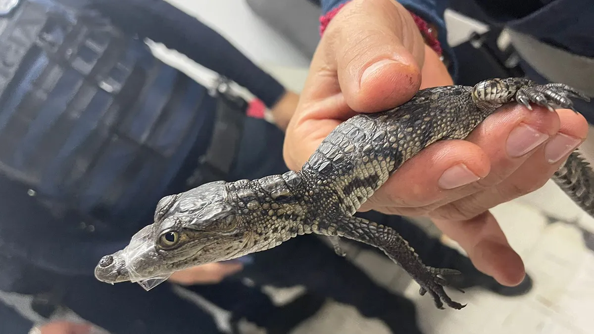 Tráfico de animales estaría detrás del cocodrilo hallado en el Metro