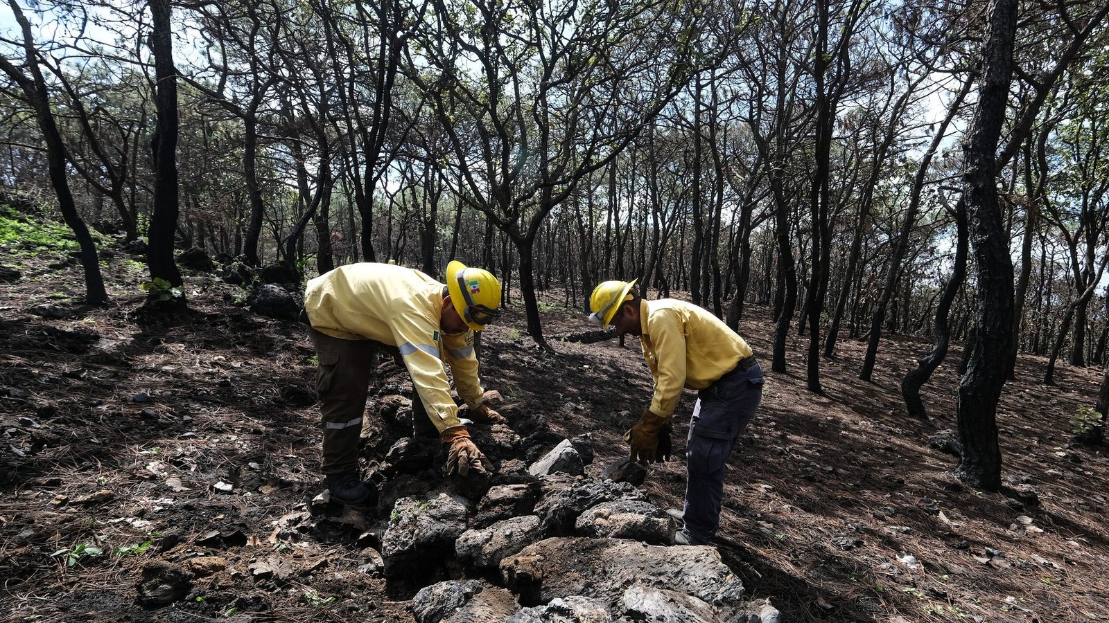 Fortalecen gestión forestal con plataforma abierta en Jalisco 