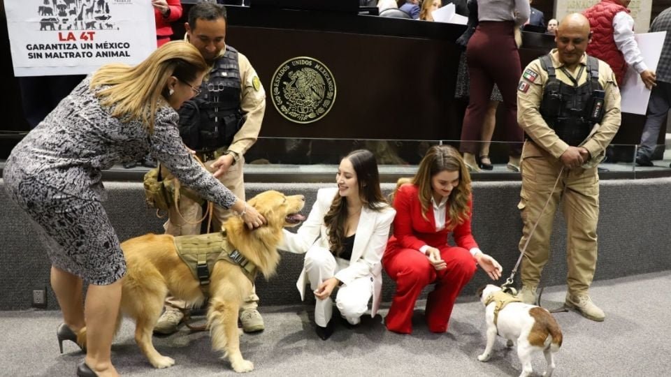 Diputados aprueba reforma constitucional para la protección integral de los animales