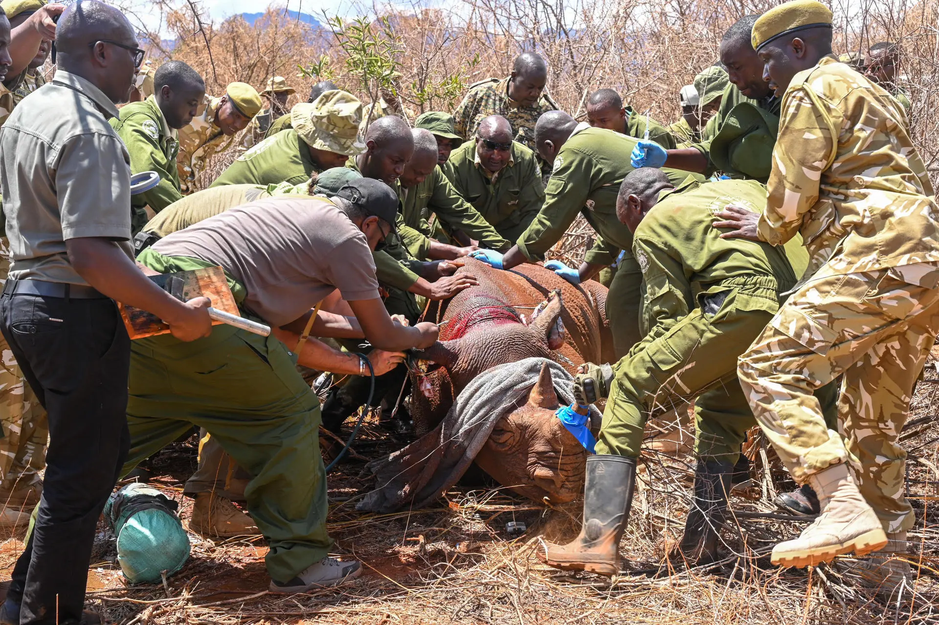 Kenia usa dispositivos de rastreo para proteger a rinocerontes negros de la extinción