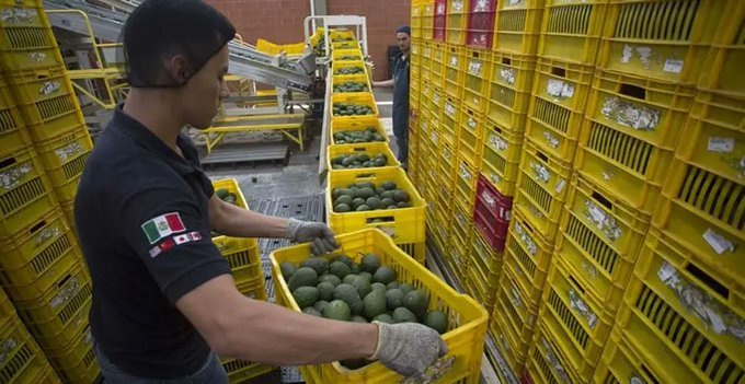 México exportará 110 mil toneladas de aguacate a EU para el Super Bowl LIX